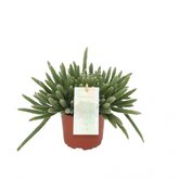 Rotskoraal (Rhipsalis baccifera 'Horrida')