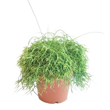 Rotskoraal (Rhipsalis Cassutha)