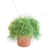 Rotskoraal (Rhipsalis Cassutha)