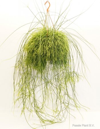 Rotskoraal (Rhipsalis Cassutha)