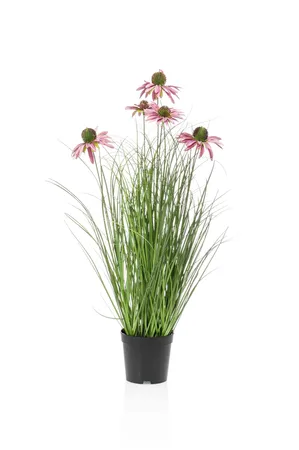 Rudbeckia grass purple in pot 60cm