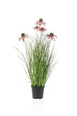 Rudbeckia grass purple in pot 60cm