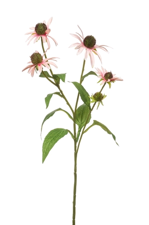 Rudbeckia spray lt pink 73cm