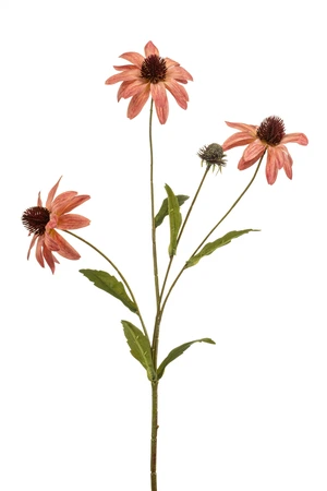 Rudbeckia spray mauve 70cm