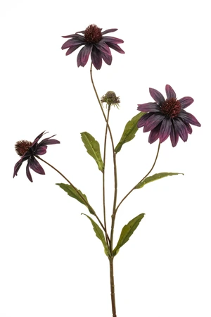 Rudbeckia spray purple 70cm