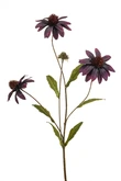 Rudbeckia spray purple 70cm
