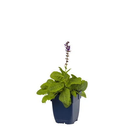 Salvia nem. 'Mainacht'