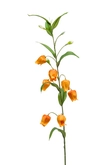 Sandersonia spray lt orange 95cm