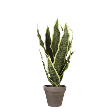 Sanseveria groen in pot Stan grey d11,5cm - h30xd16cm