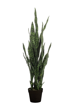 Sanseveria dk green 97cm in black p - afbeelding 1