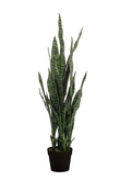 Sanseveria dk green 97cm in black p - afbeelding 1