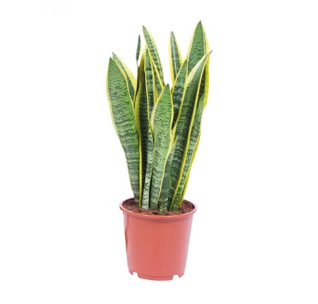 Sansevieria Laurentii