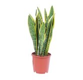 Sansevieria Laurentii