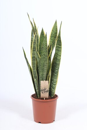 Sansevieria Laurentii