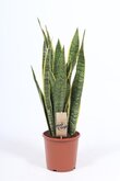 Sansevieria Laurentii