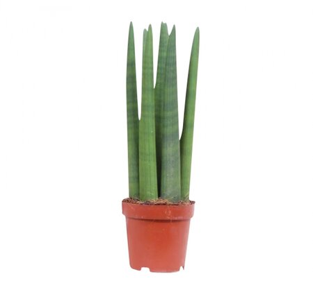 Sansevieria Straight