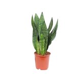 Sansevieria zeylanica