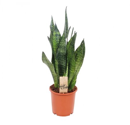Sansevieria zeylanica