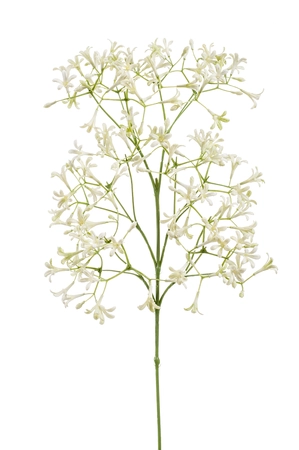 Saxifraga flower spray cream 63cm
