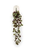 Saxifraga hanging bush green/burgundy 85cm