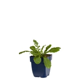 Scabiosa col. 'Butterfly Blue'