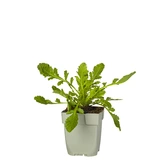 Scabiosa col. 'Flutter Pure White'