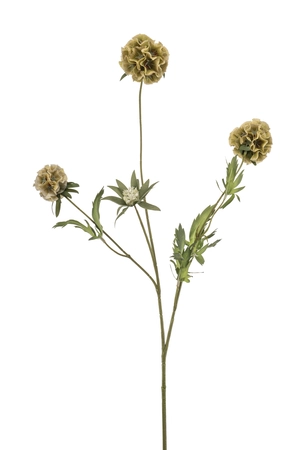 Scabiosa spray green 73cm
