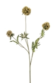 Scabiosa spray green 73cm