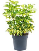 Schefflera arboricola gold capella