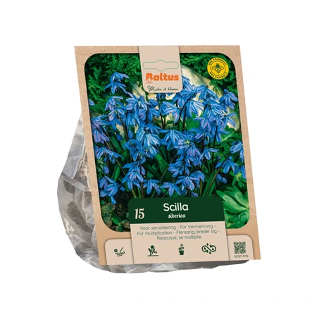 Scilla siberica per 15