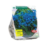 Scilla Siberica per 40