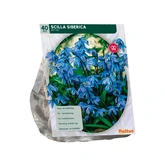 Scilla Siberica per 40 - afbeelding 2