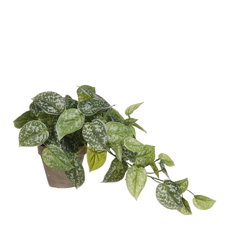 Scindapsus groen in pot Stan grijs d11,5cm - h44xd17cm