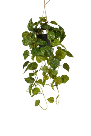 Scindapsus hanging bush green/yellow in pot 70cm