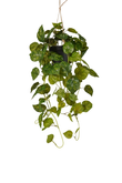 Scindapsus hanging bush green/yellow in pot 70cm