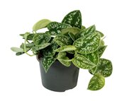 Scindapsus pictus Argyraeus