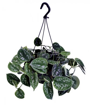 Scindapsus pictus Argyraeus