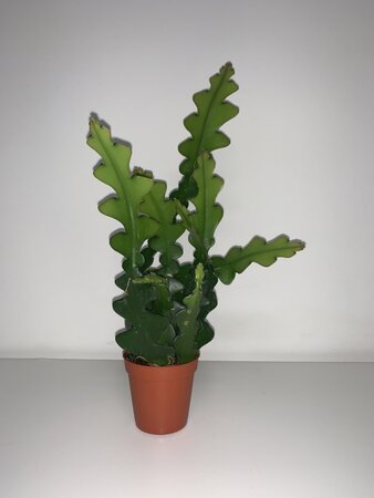 Selenisereus anthonyanus