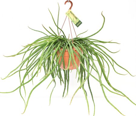 Selenisereus wercklei