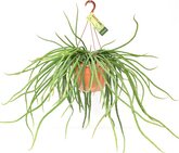 Selenisereus wercklei