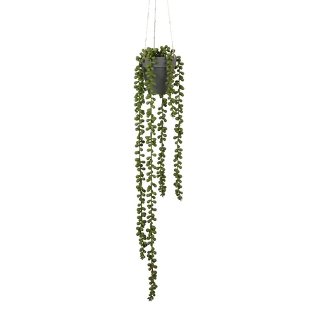 Senecio hangend groen - l56xd9cm