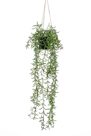 Senecio hanging bush 70cm in pot