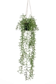 Senecio hanging bush 70cm in pot