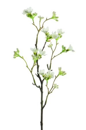 Seven sons flower spray white 50cm