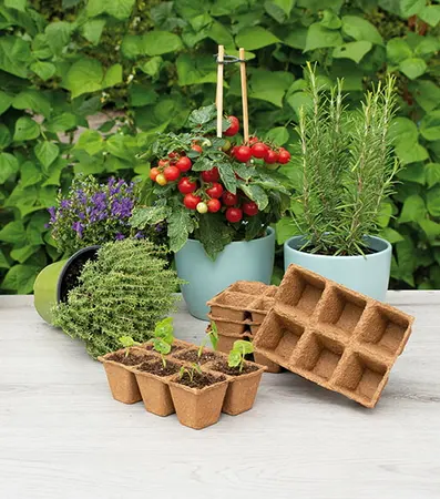 SOGO Biologische Potjes 6x6cm 5 strips à 6st. - afbeelding 5