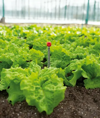 SOGO Grond Thermometer - afbeelding 3