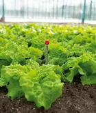 SOGO Grond Thermometer - afbeelding 3