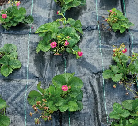 SOGO Gronddoek/Anti-worteldoek 2x5m - afbeelding 5