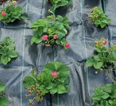 SOGO Gronddoek/Anti-worteldoek 2x5m - afbeelding 5