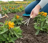 SOGO Handharkje 3-tands roestvrijstaal - afbeelding 4